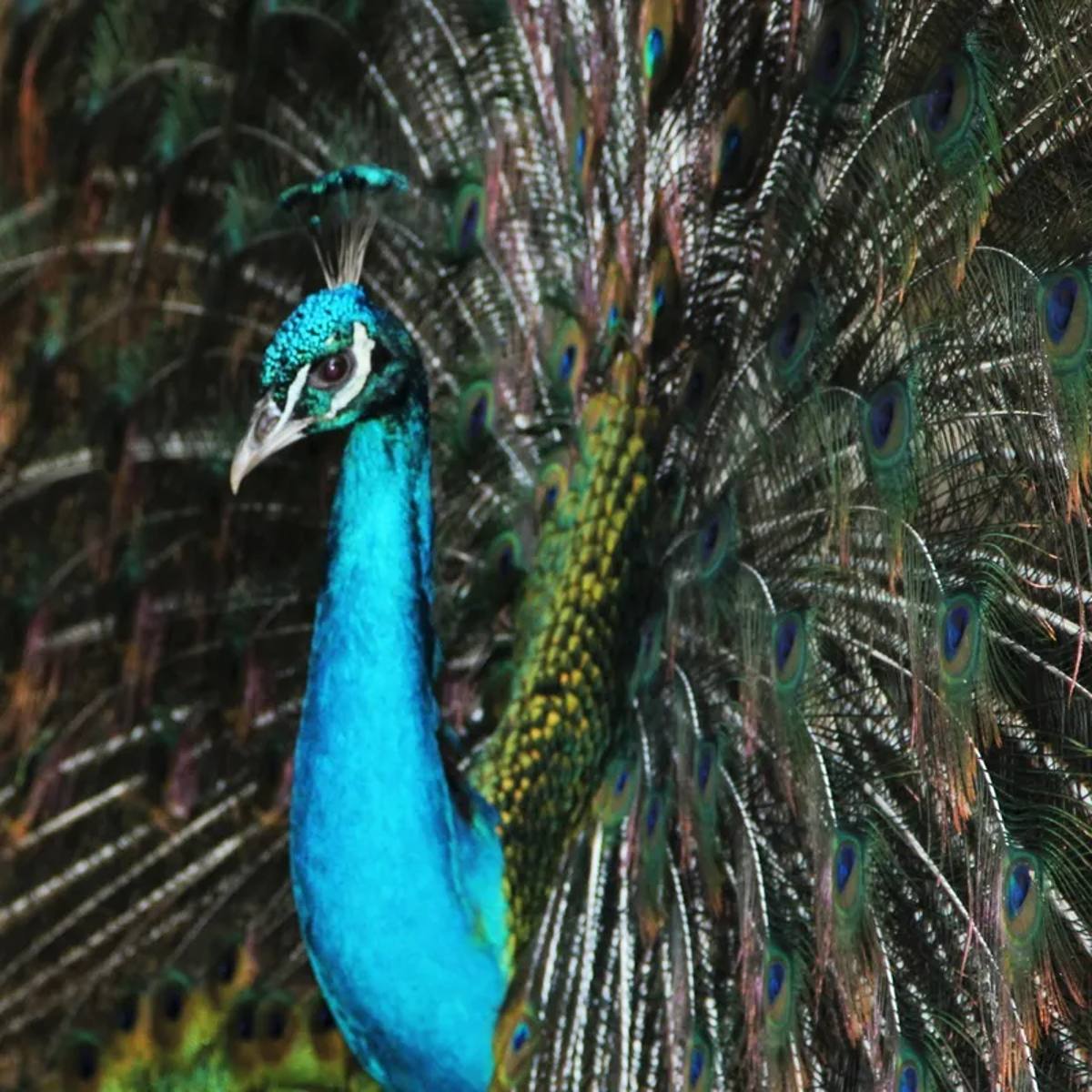 Sm - Pavão 03