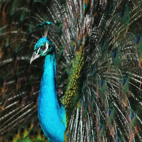 Sm - Pavão 03