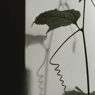 Nato Gomes - Dialogando com as Sombras XVI