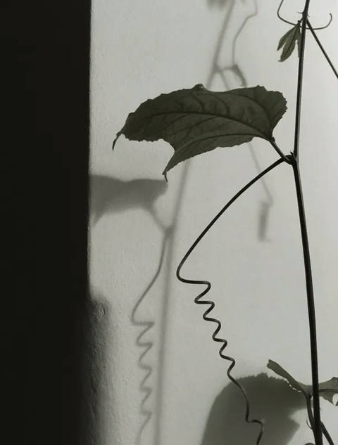 Dialogando com as Sombras XVI