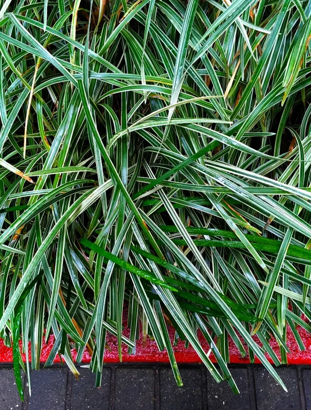 Tapete Verde II