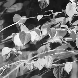 Nato Gomes - As Folhas e os Espinhos B&w_i