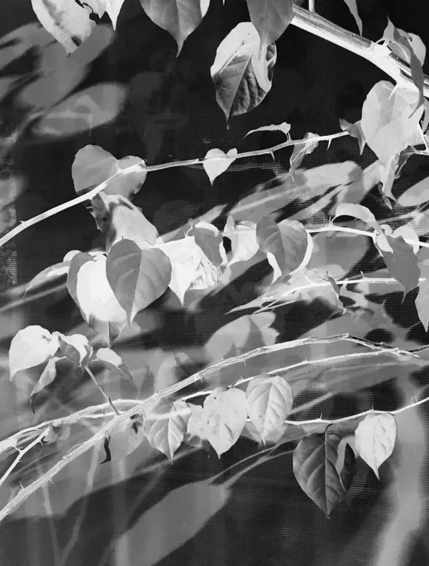 Nato Gomes - As Folhas e os Espinhos B&w_i