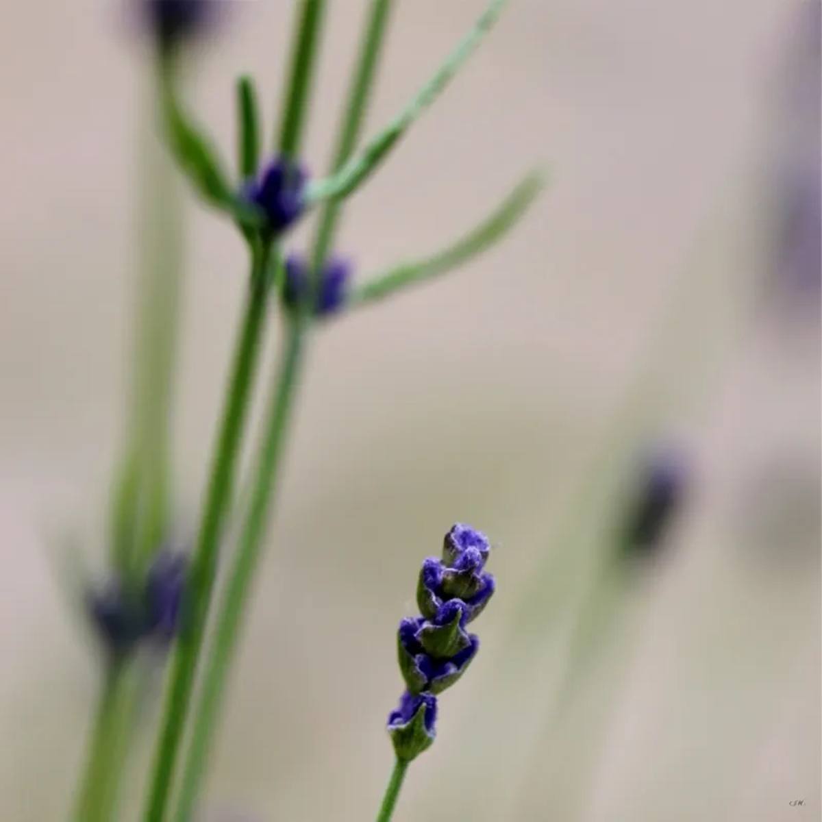 Flor Roxa 01