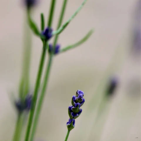 Flor Roxa 01