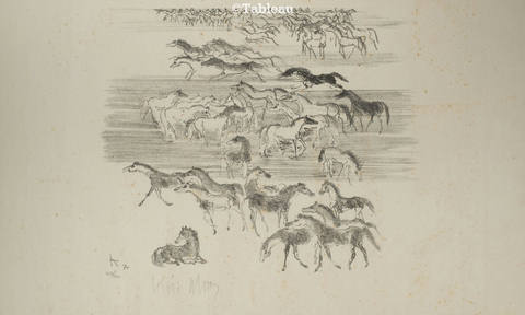Cavalos