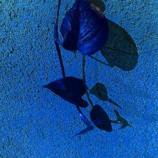 Nato Gomes - Jibóia Azul
