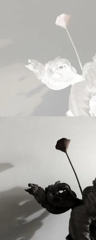 Diálogo com as Sombras II