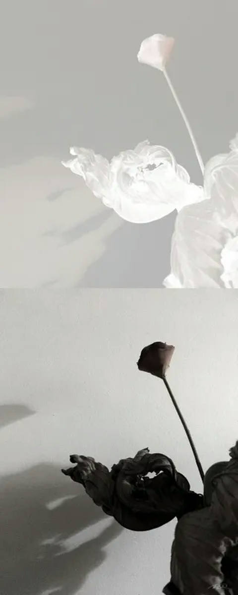 Diálogo com as Sombras II