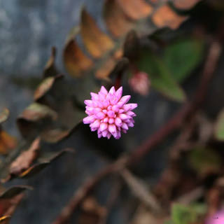 Stela Araujo & Marcos Wilke - Flor Solitária Rosa