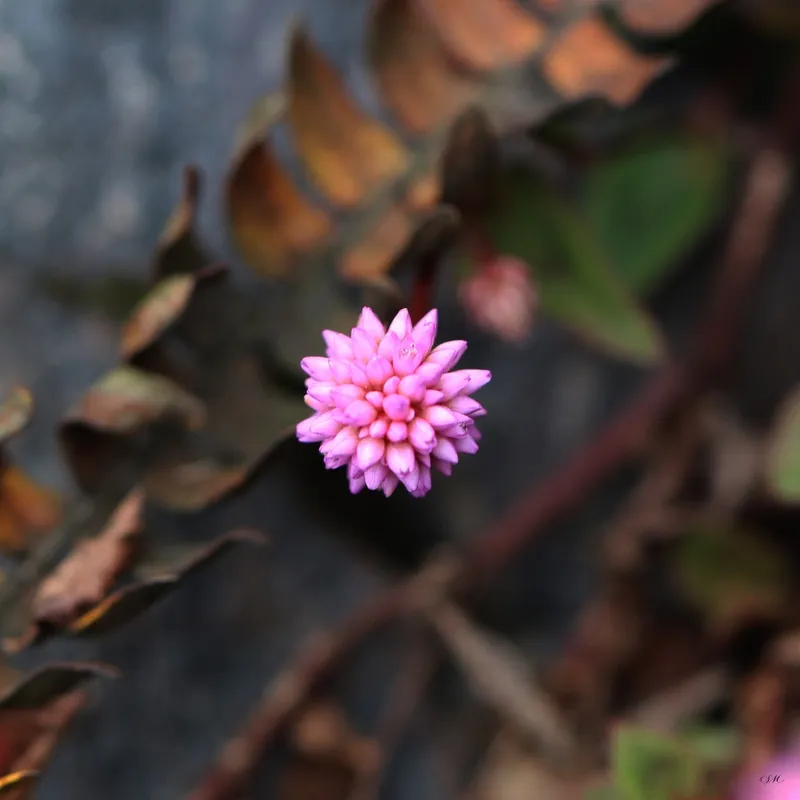 Stela Araujo & Marcos Wilke - Flor Solitária Rosa
