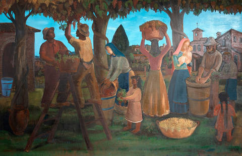 Colheita de Uva