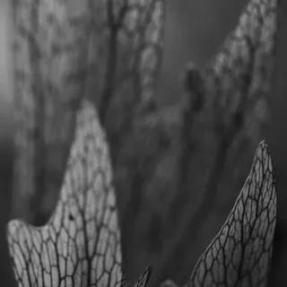 Stela Araujo & Marcos Wilke - Sm - Folhas Transparentes Pb 02