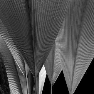 Stela Araujo & Marcos Wilke - Sm - Leque Natural 01PB