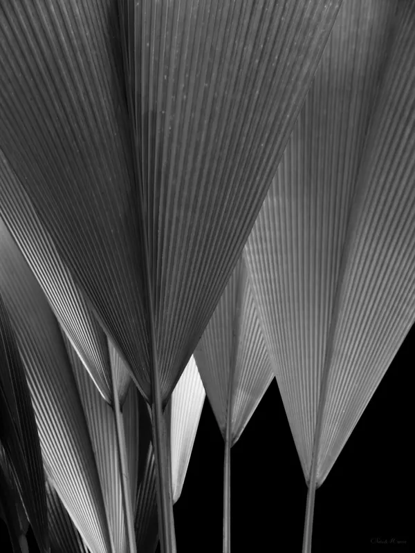 Stela Araujo & Marcos Wilke - Sm - Leque Natural 01PB