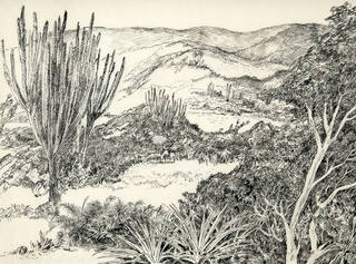 Roberto Burle Marx - Restinga