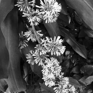 Nato Gomes - Dracena IV B&w