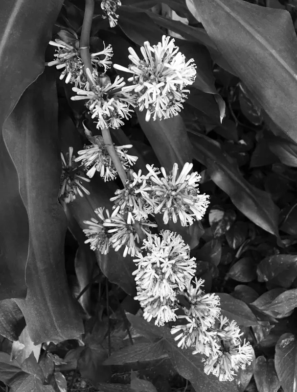 Nato Gomes - Dracena IV B&w