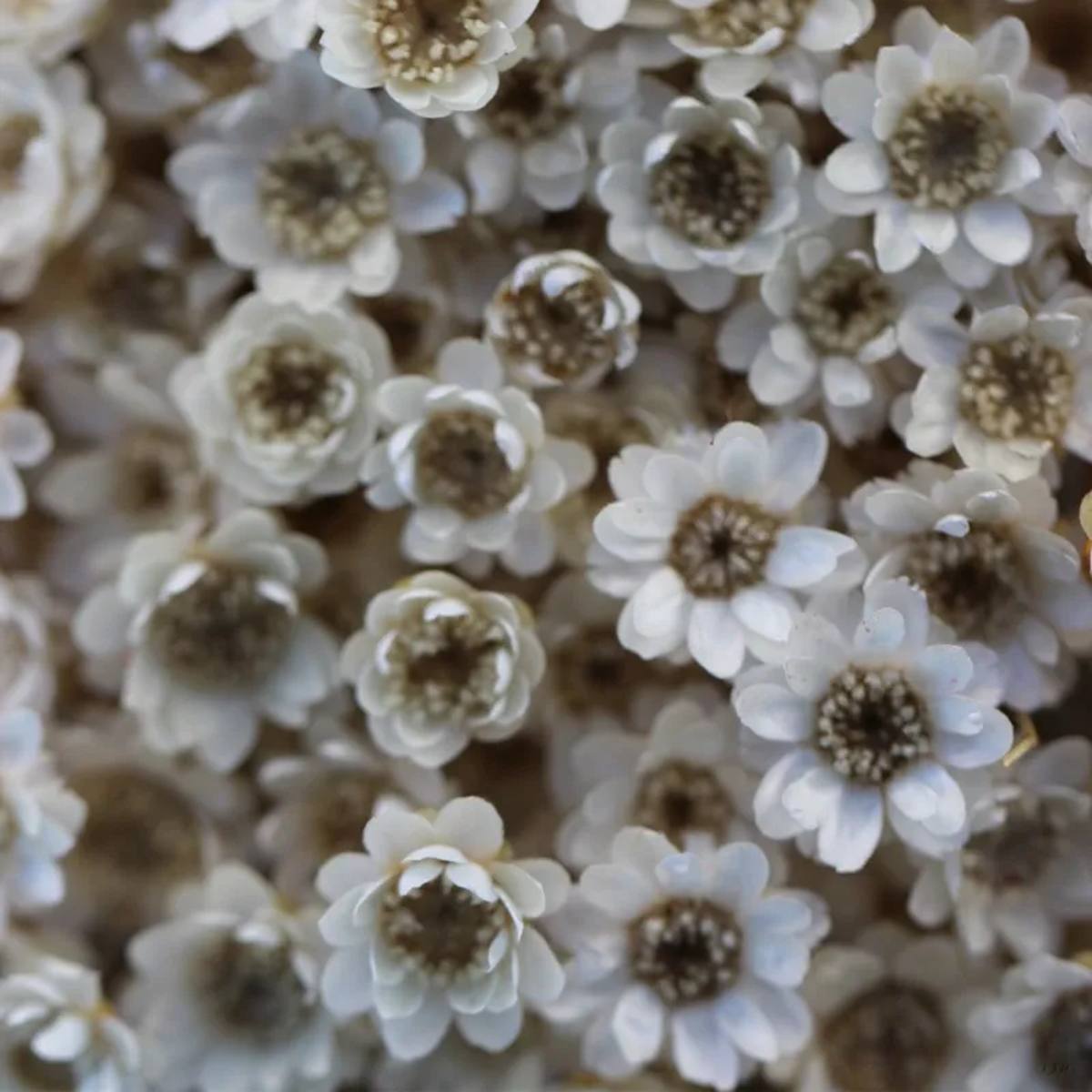 Flores 52