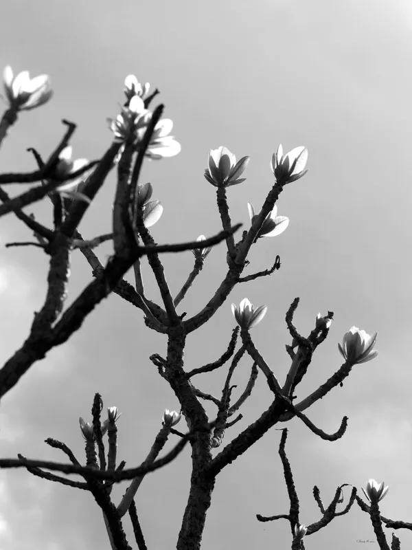 Sm - Flor do Cerrado Pb 31