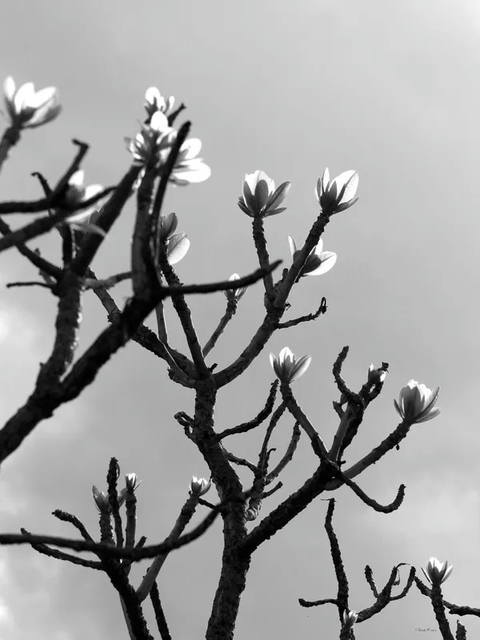 Sm - Flor do Cerrado Pb 31