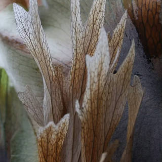 Stela Araujo & Marcos Wilke - Sm - Folhas Transparentes 07