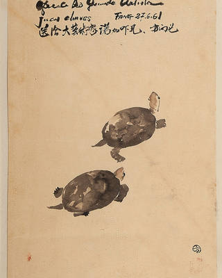 Kong Fang Chen - Tartarugas