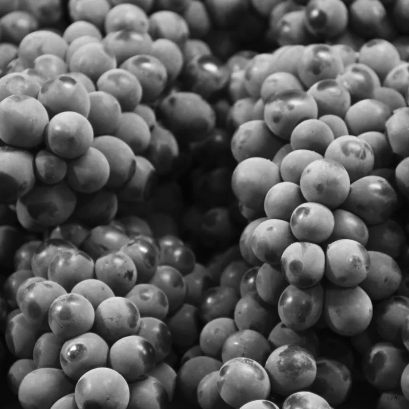 Empório Pb - Frutas 05