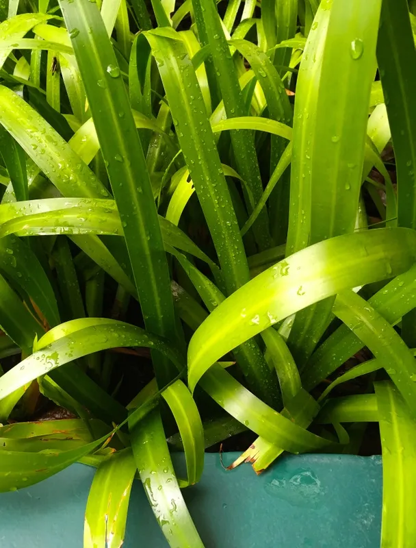 Nato Gomes - Verde Refrescante