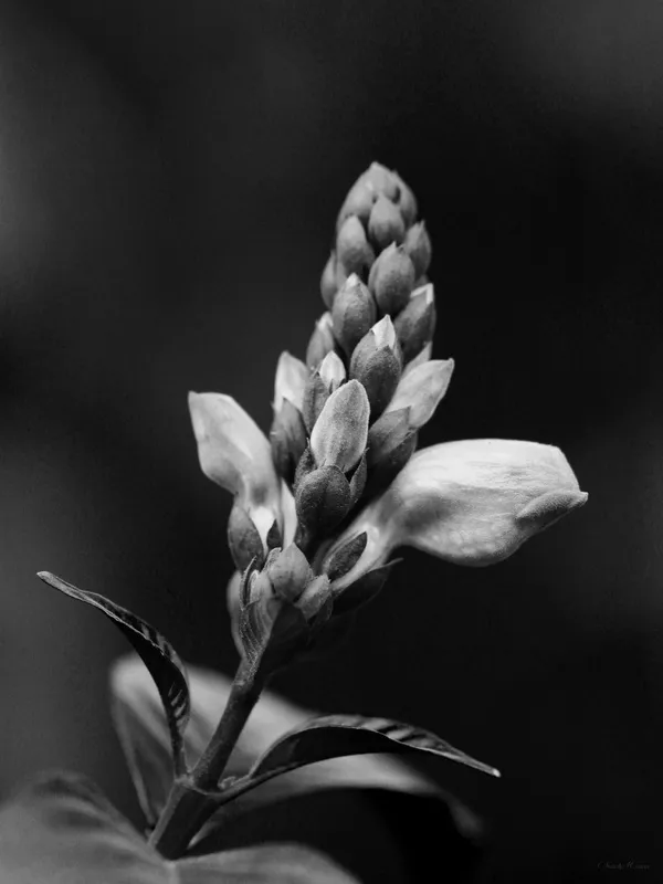 Sm - Flor Pb 10
