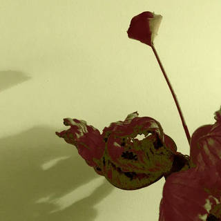Nato Gomes - Dialogando com as Sombras XI
