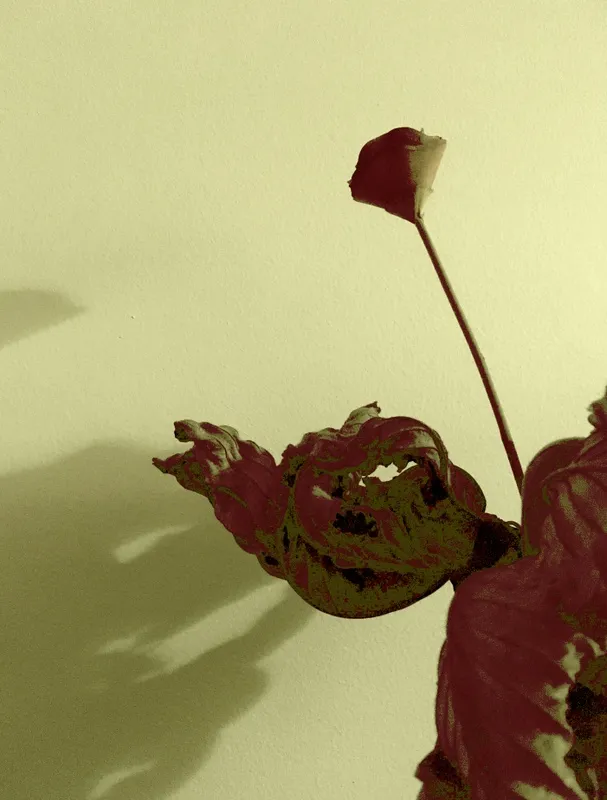 Nato Gomes - Dialogando com as Sombras XI