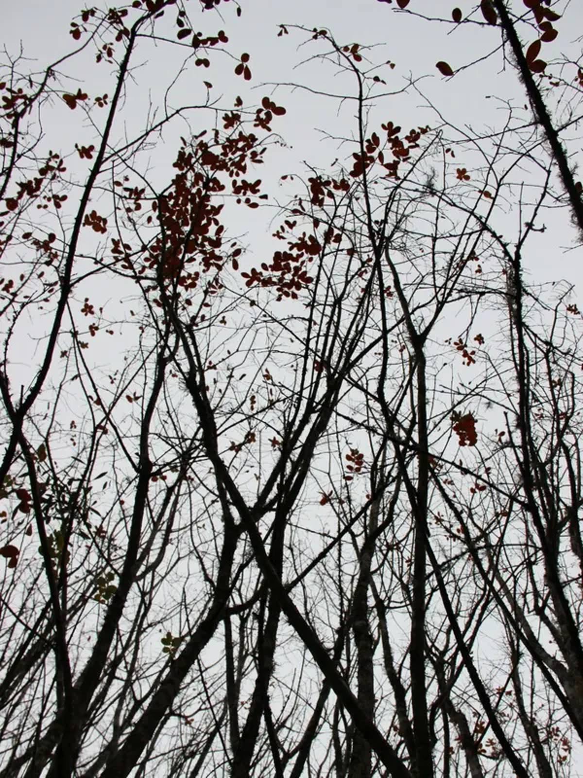Sm - Folhas Vermelhas 03