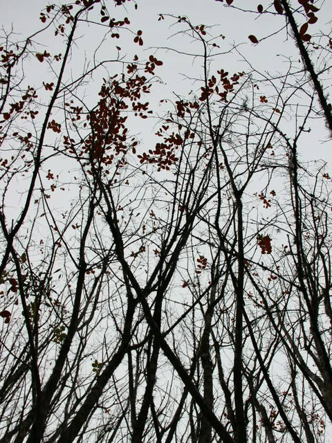 Sm - Folhas Vermelhas 03