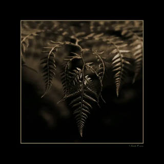 Stela Araujo & Marcos Wilke - Sm - Folhas Douradas 11