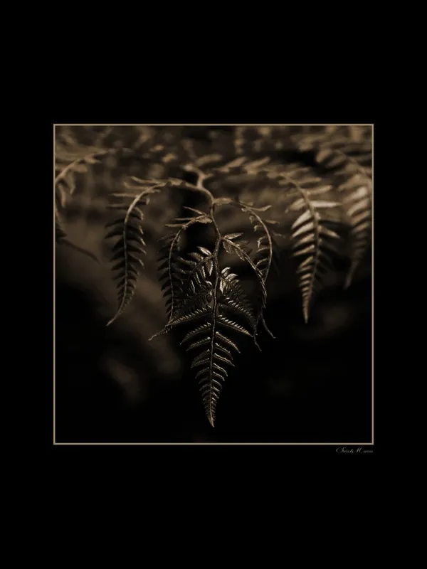 Stela Araujo & Marcos Wilke - Sm - Folhas Douradas 11
