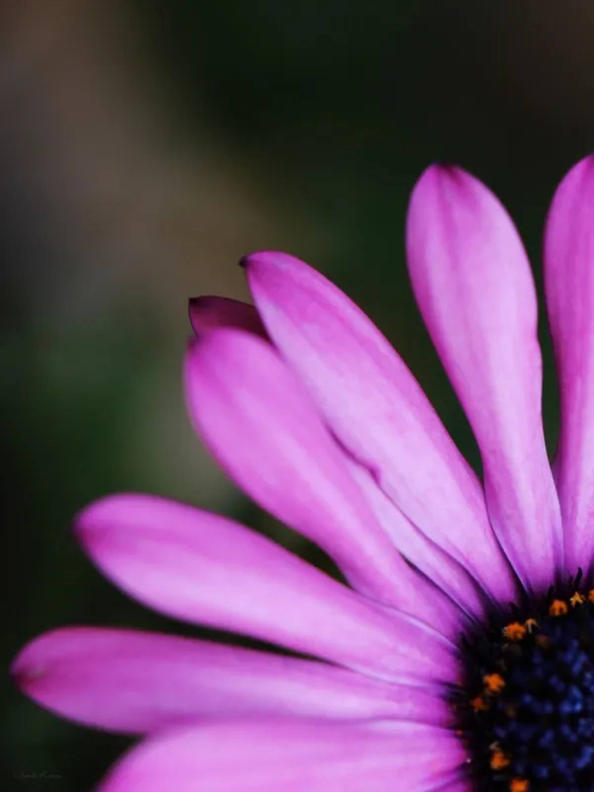 Sm - Díptico Flor Rosa a