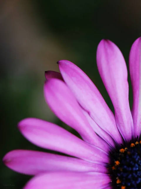 Sm - Díptico Flor Rosa a