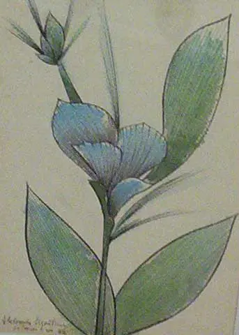 Flores