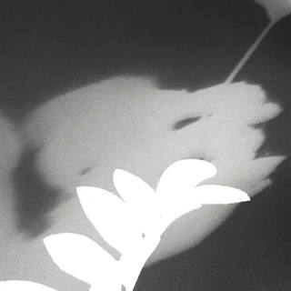 Nato Gomes - Dialogando com as Sombras VI
