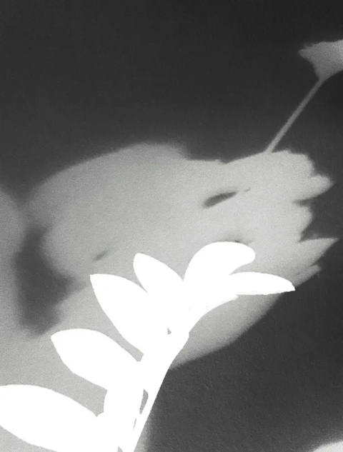Dialogando com as Sombras VI