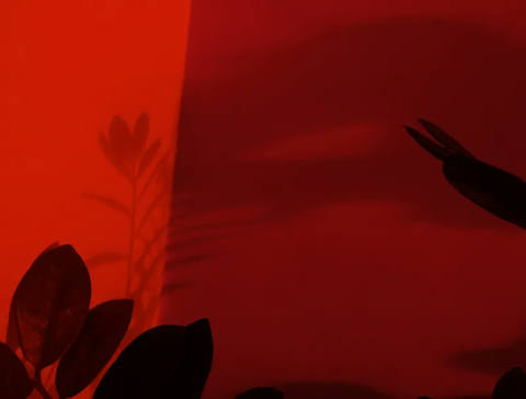 Dialogando com as Sombras III