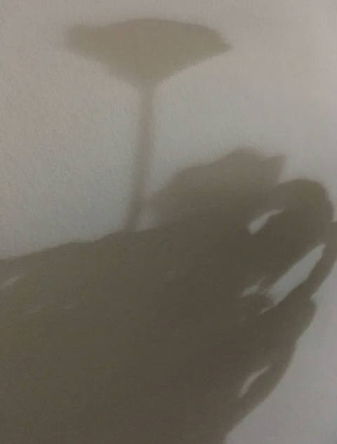 Dialogando com as Sombras V