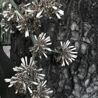 Nato Gomes - Dracena III