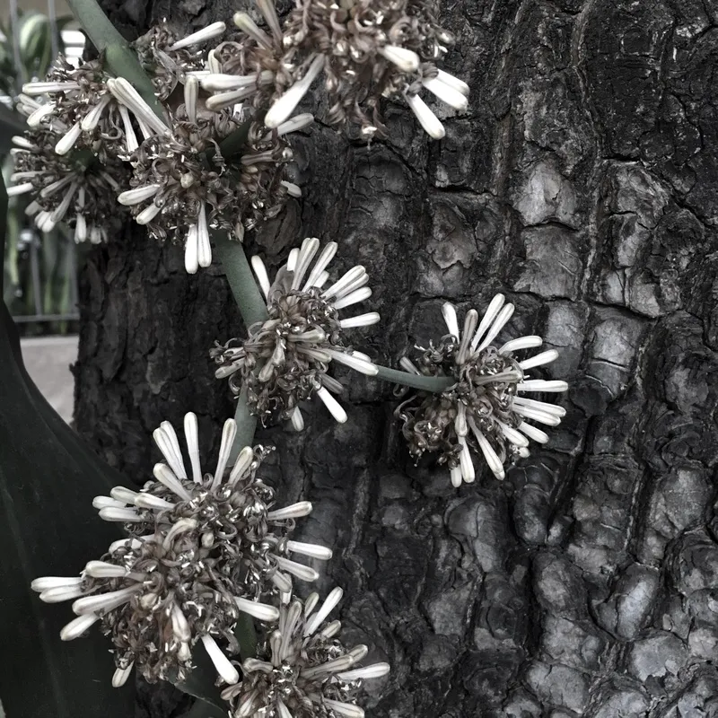 Nato Gomes - Dracena III