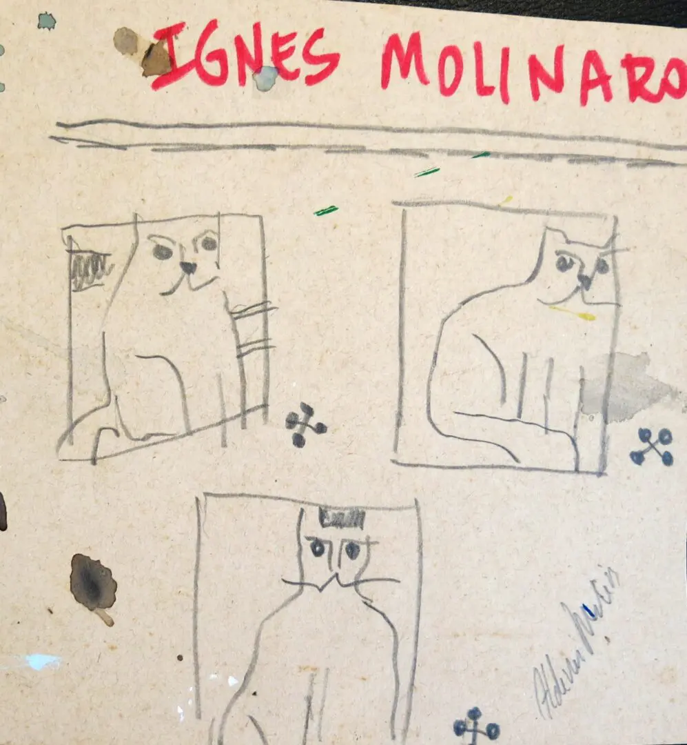 Gatos