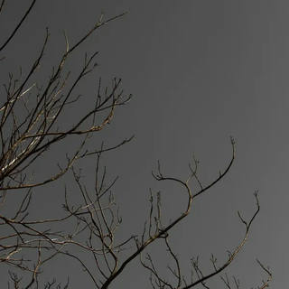 Stela Araujo & Marcos Wilke - Sm - Casa João de Barro 01