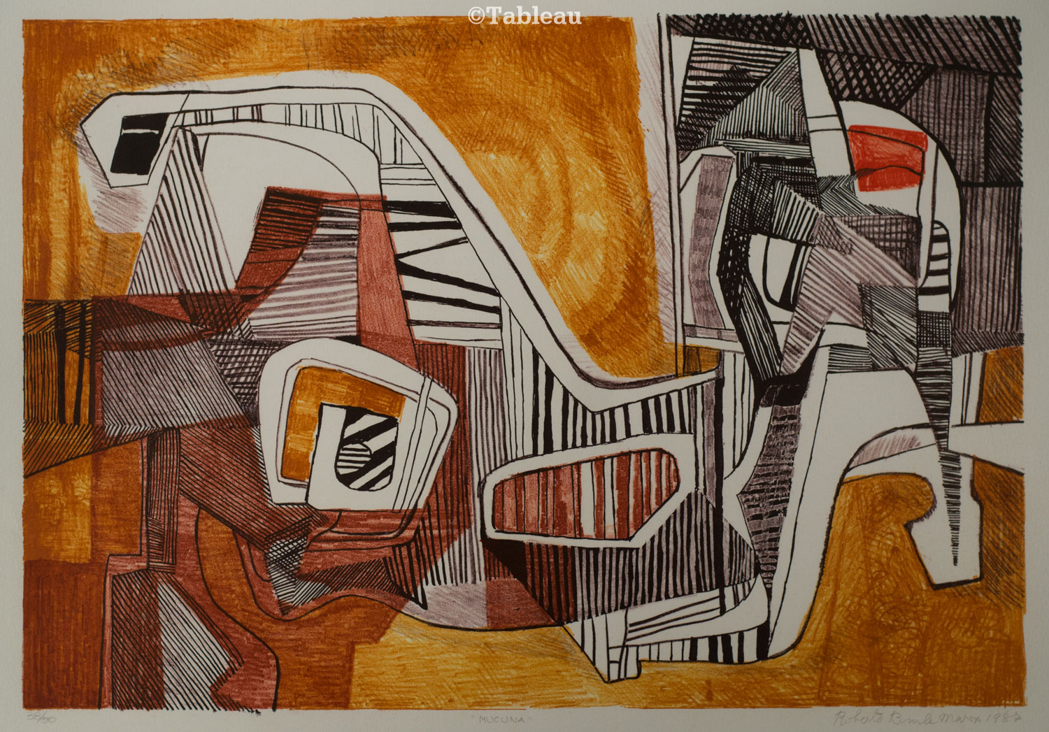 Roberto Burle Marx - Mucuna
