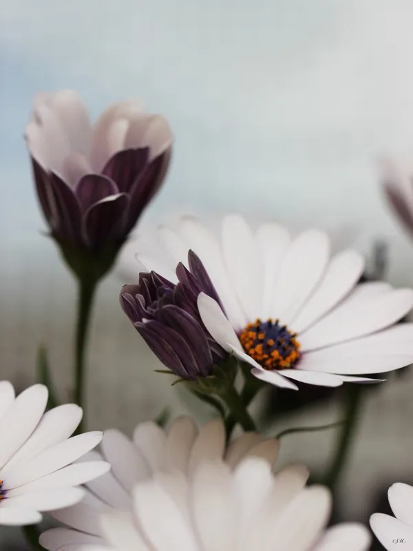 Sm - Flor Branca 01