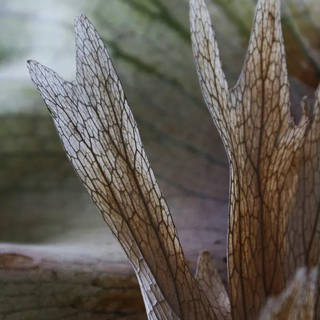 Stela Araujo & Marcos Wilke - Sm - Folhas Transparentes 05